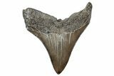 Serrated, Fossil Megalodon Tooth - South Carolina #236348-1